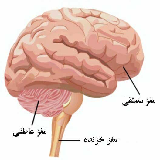 مغز خزنده