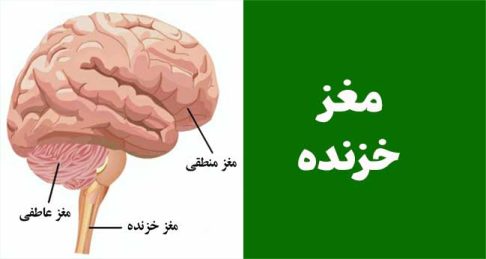 عبور از مغز خزنده: چطور ذهن مخاطب رو در چند ثانیه اول قفل کنیم؟