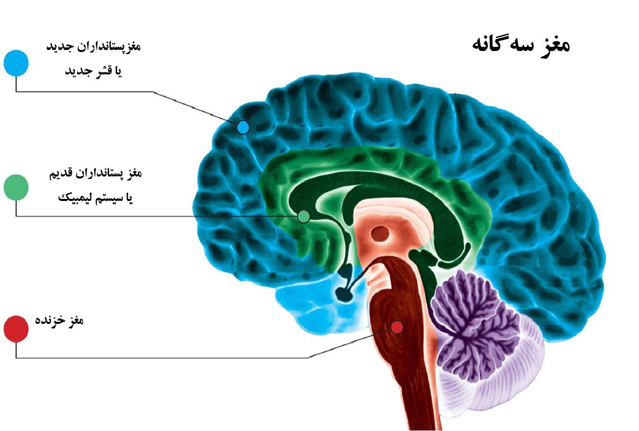 مغز سه گانه