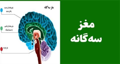 مغز سه‌گانه چیست و مخاطب تو با کدام مغز تصمیم می‌گیرد؟